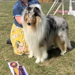 Merlin - Collie