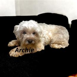 Archie - Miniature Schnauzer