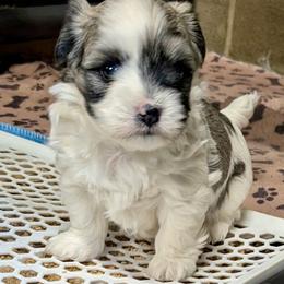 Zeke - Tri-color male Coton de Tulear puppy in Mead, Oklahoma from Bar W Cotons
