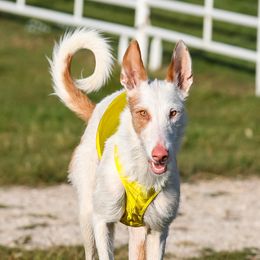 Carly - Ibizan Hound