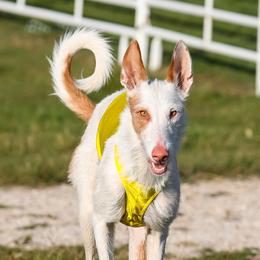 Carly - Ibizan Hound