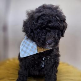 Jellybean - Chocolate male Goldendoodle puppy in Decatur, Tennessee from Diamond's Doodles