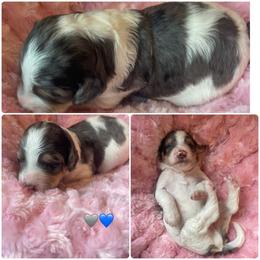 Merle male - Blue merle male Bernedoodle puppy in Clarksville, Iowa from Iowa Heartland Doodles