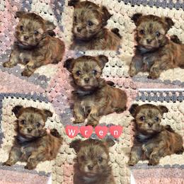 Wren - Sable female Mi-Ki puppy in Toronto, Ohio from Shekinah’s Mi-Kis & Cricket Hill’s Westies