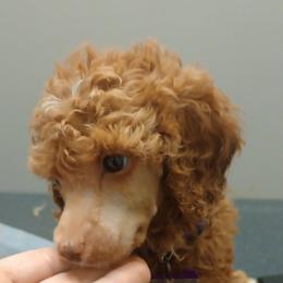 Purple girl - Apricot female Poodle puppy in Nolensville, Tennessee from White Willow Poodles