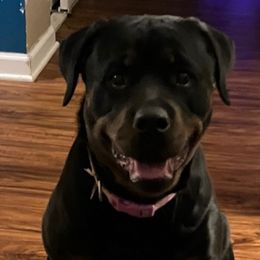 Rottweilers and Yorkshire Terriers from Beauty & The Beast Creations