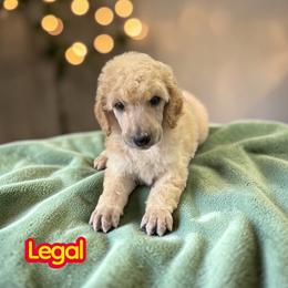 Legal - Apricot male Poodle puppy in Port Orange, Florida from Daytona’s Standard Poodles