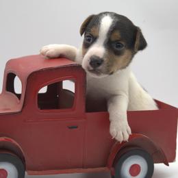 Earl - Tri-color male Jack Russell Terrier puppy in Menifee, California from Wendover Terriers