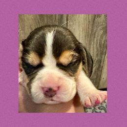 Purple - Black white and tan male Beagle puppy in Viper, Kentucky from Mountain Top