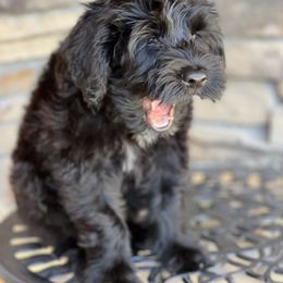 Portuguese Water Dog Puppies from Yellowstone Porties