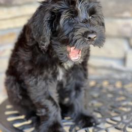 Portuguese Water Dog Puppies from Yellowstone Porties
