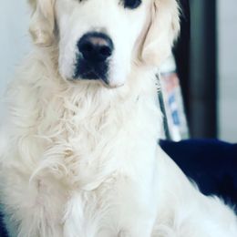 Frosty - Golden Retriever