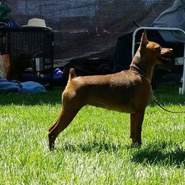 Miniature Pinscher and Russian Toy All Grown Up from Fede Miniature Pinschers & Russian Toys