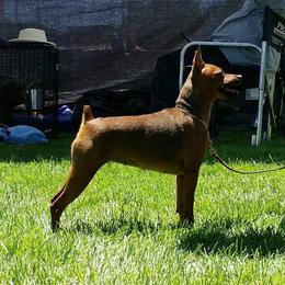 Miniature Pinscher and Russian Toy All Grown Up from Fede Miniature Pinschers & Russian Toys
