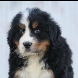 Bernese Mountain Dogs and Golden Retrievers from Langlois Goldens & Berners