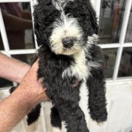 Lima bean - Pink - Black and white female Aussiedoodle puppy in Eolia, Missouri from Barefoot Kennel