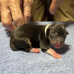 Coco - Black white and tan female Rat Terrier puppy in Gonzales, Texas from Sunshine Deckers