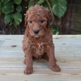Bliss (Light Purple) - Cream female Goldendoodle puppy in Palmetto Bay, Florida from SOMIDOODLES