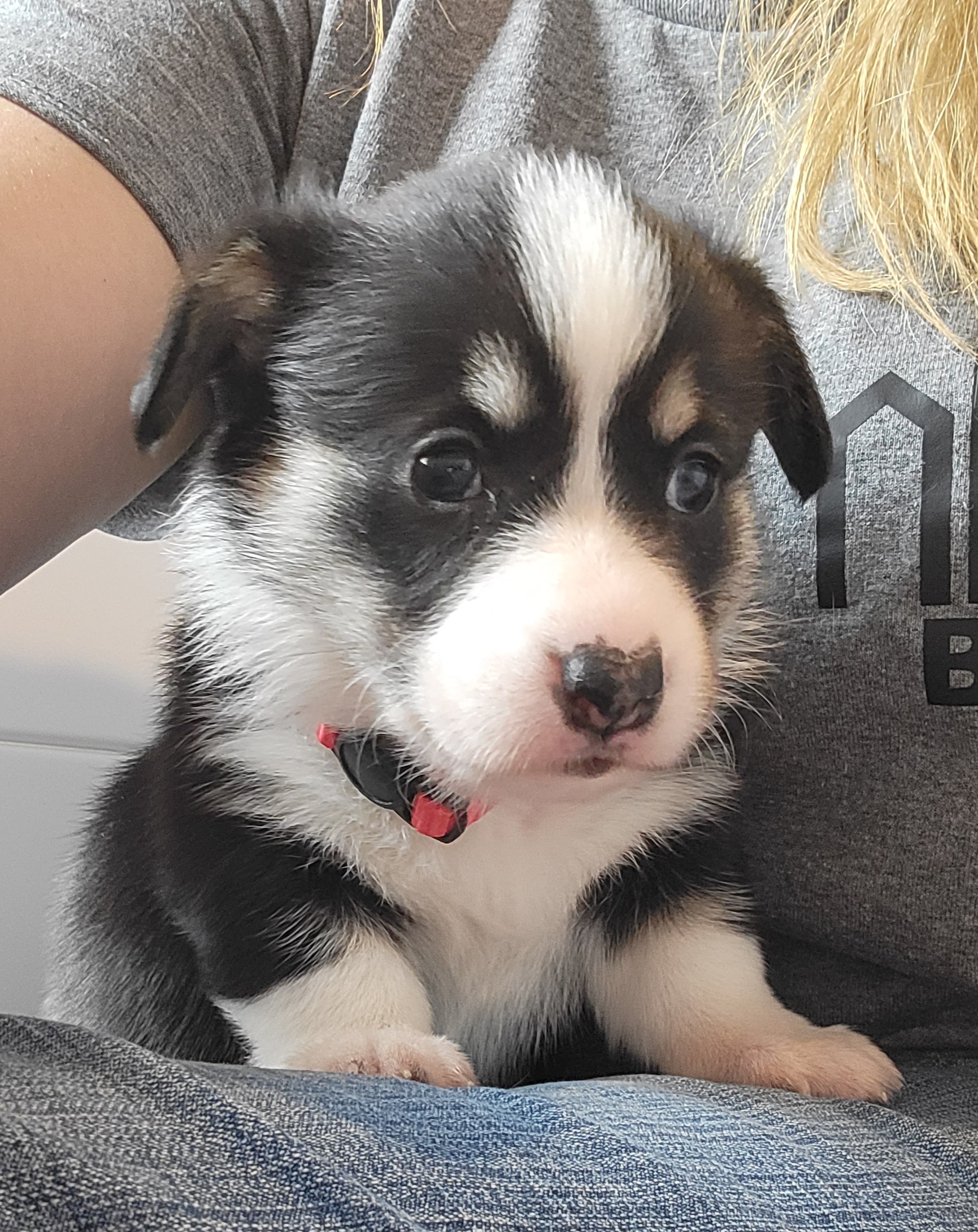 Pembroke Welsh Corgi Puppies from Montana Corgi Corral