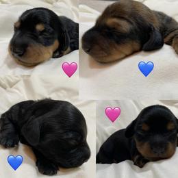 Dachshund Puppies from Desert Dachshunds