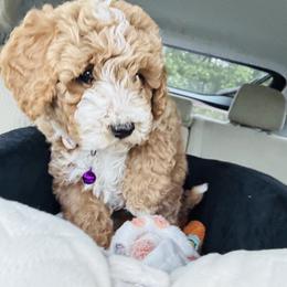 Cavapoo, Cockapoo, Goldendoodle, and Maltipoo Puppies from Perdue Puppies