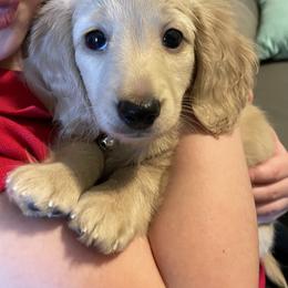 Dachshund Puppies from Ruff Patch Doxie Den