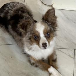 Claire - Toy Australian Shepherd