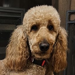 Lucci - Goldendoodle
