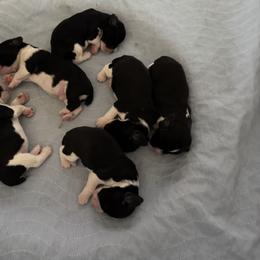 English Springer Spaniel Puppies from Carol Jansen's Cascadian Springer Spaniels