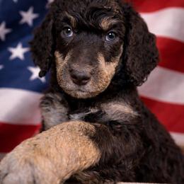 Soleil - Poodle