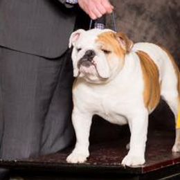 Bulldogs and Doberman Pinschers from MyToy Bulldogs