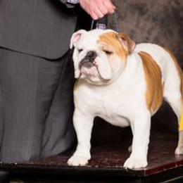 Bulldogs and Doberman Pinschers from MyToy Bulldogs