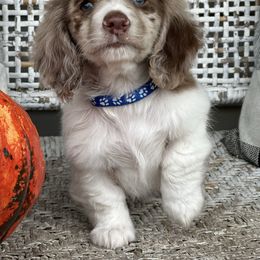 Astro - Dapple male Dachshund puppy in Paw Paw, Michigan from Mulberry Meadow Farms