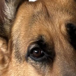 German Shepherds from Debra Grieco German Shepherds