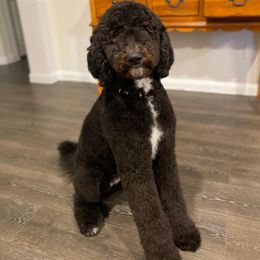 Goldendoodle, Labradoodle, and Sheepadoodle Puppies from The Parrish Doods