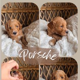 Porsche - Apricot female Goldendoodle puppy in Brookville, Pennsylvania from Woodland Mountain Doodles