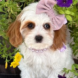 Gardenia - Red Collar - Blenheim female Cavapoo puppy in South Jordan, Utah from Simply Sweet Paws. LLC