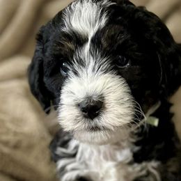 Bernedoodles from Zakadoodles