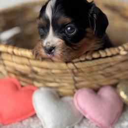 Ana - Black and tan female Cavalier King Charles Spaniel puppy in Texarkana, Arkansas from Miller's Cavaliers