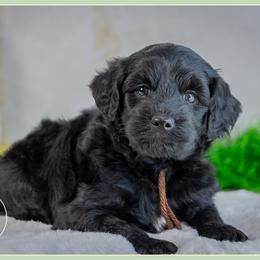 Olwen - Black male Goldendoodle puppy in Connersville, Indiana from Deaz Doodle Ranch