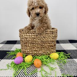 Mario - Buff and white male Cockapoo puppy in Beresford, South Dakota from DAKOTA DOOD RANCH