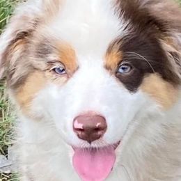 Grover - Miniature American Shepherd puppy from Carolina Pride Aussies