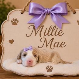 Millie Mae - Parti female Goldendoodle puppy in Valdosta, Georgia from Designer Doodles of South GA