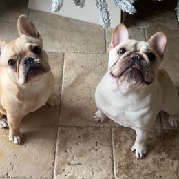 French Bulldogs from Halo Hand Frenchies