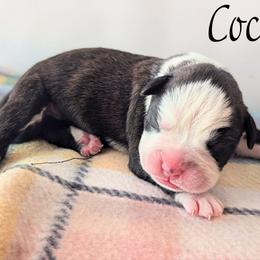 Cocoa - Brindle female Boxer puppy in Mountain Home, Idaho from LJK Boxers & Toy Aussies