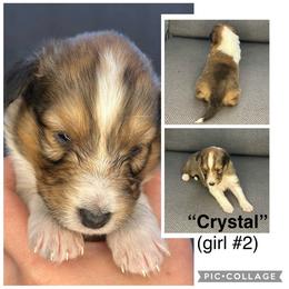 Crystal - Sable and white female Shetland Sheepdog puppy in Aumsville, Oregon from Porter Creek Kennels