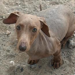 Special needs girl - Red female Dachshund puppy in El Paso, Texas from IVK9's Dachshunds