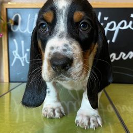 Basset Hounds from Albright Hippie Hillbilly Farm