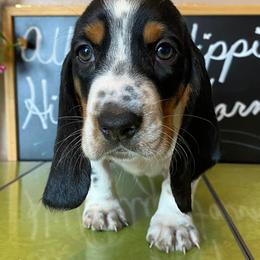 Basset Hounds from Albright Hippie Hillbilly Farm