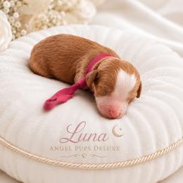 Luna - Pink Collar Girl - Red female Cavapoo puppy in Highland, Utah from Angel Pups Deluxe
